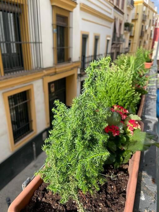 Appartement Apto Junto Catedral Y Maestranza *
